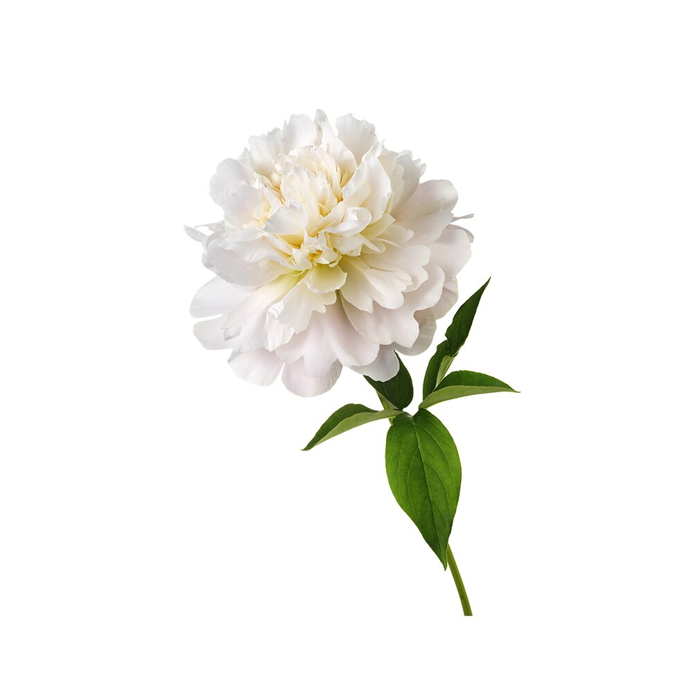 Peony essential oil oroaroma body face skin care spa message fragrance lamp Aromatherapy